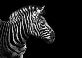 Zebras tomēr esot melnas ar... Autors: elv1js Fakti par... jebko /2/