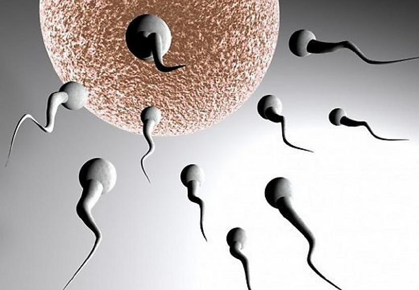 Spermatozoīds ir pati mazākā... Autors: blackops Atkal fakti.