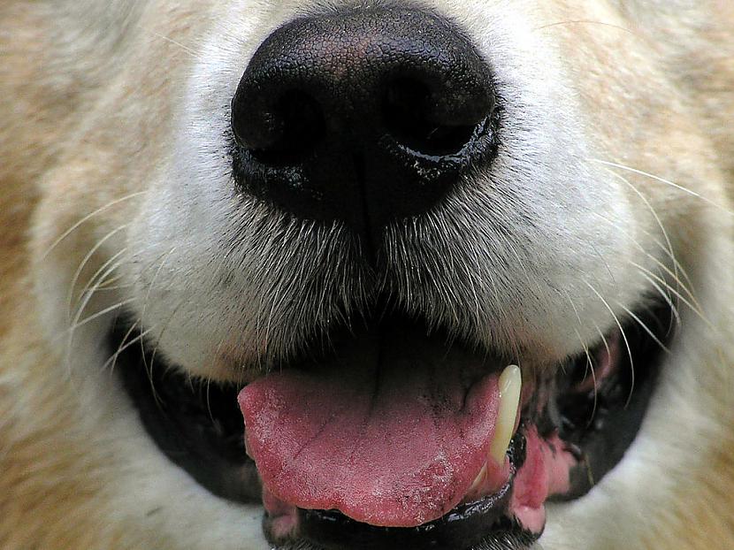Suņa deguna nospiedums ir... Autors: OKarlis Interesanti fakti, kuri nav jāzina.