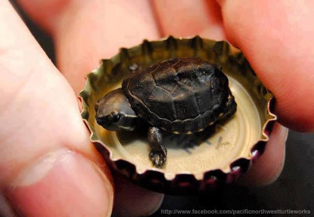 Vieglākais bruņurupucis... Autors: OKarlis Interesanti fakti, kuri nav jāzina 2.