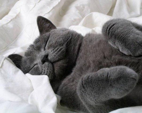 Ja kaķis krāc kad guļ vai... Autors: Fosilija 30 interesanti fakti [2]
