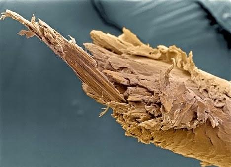Salauzts cilvēka mats Autors: Sprinteris Zem Mikroskopa