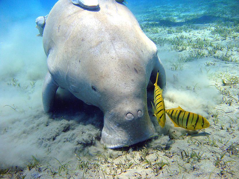 JūrasgovsJūrasgovs jeb dugongs... Autors: sliktais komentaars Dzīvnieki, par kuriem jūs iespējams nezinājāt 2