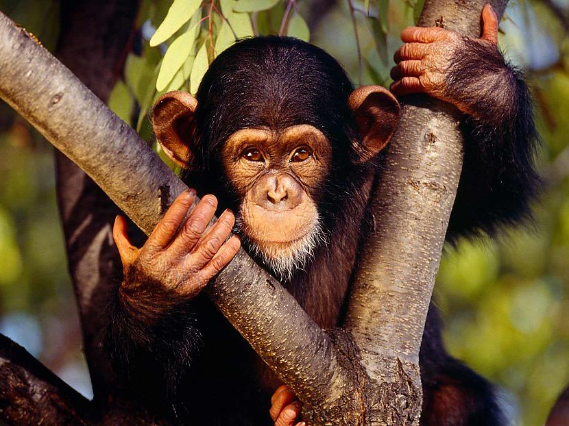 MītsCilvēkam ar scaronimpanzi... Autors: YogSothoth 6 mīti par gēniem un DNS