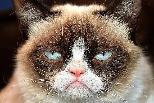 Grumpy cat  Dons Korleone ... Autors: Pasaules iedzīvotājs Ja dzīvniekiem būtu mafija...