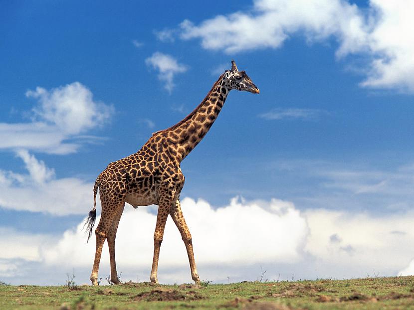 Žirafe mūsdienās ir sastopama... Autors: Pasaules iedzīvotājs Es gribu ticēt.