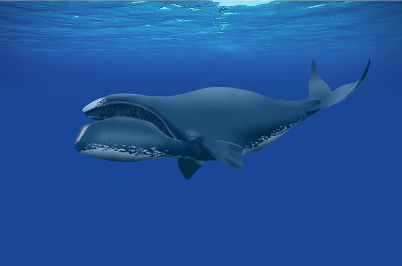 Polārais valis  Bowhead whale... Autors: Pasaules iedzīvotājs Gandrīz Dievi.
