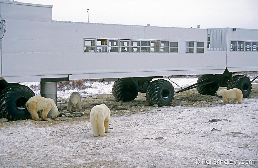  Autors: Raziels Balto lāču galvaspilsēta