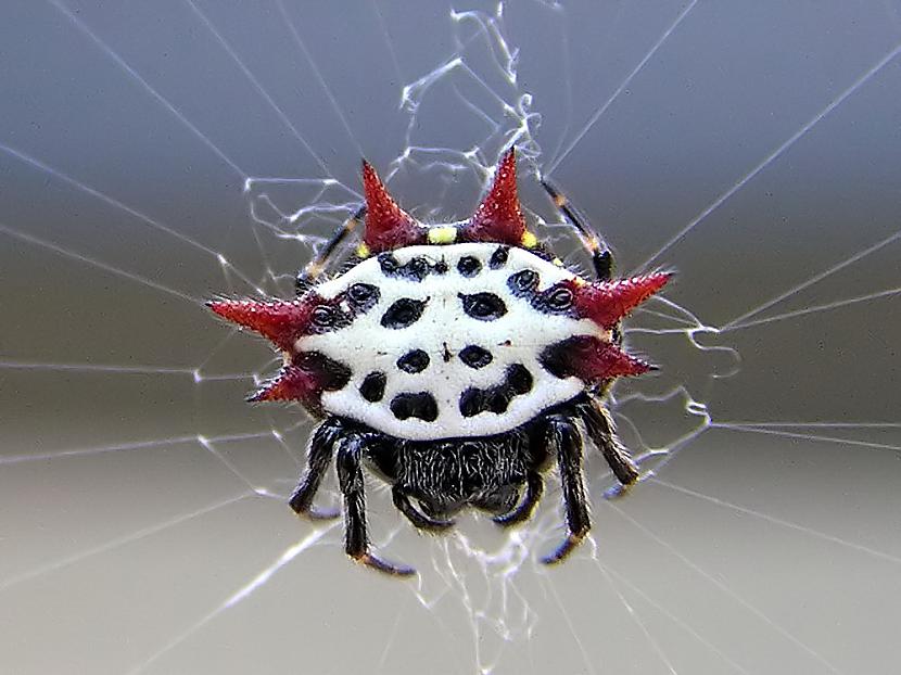 Spiny orb weaver spider Autors: Werkis2 150+ neparasti un neredzēti dzīvnieki!