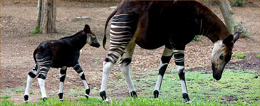 Okapi      Okapi ir žirafu... Autors: Werkis2 150+ neparasti un neredzēti dzīvnieki!