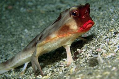 Sarkanlūpu sikspārņa zivs     ... Autors: Werkis2 150+ neparasti un neredzēti dzīvnieki!