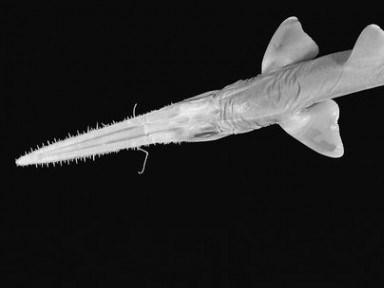 6 Duroscaronā haizivsAtklāta... Autors: BARAKA OBAMAKA Pēdējo 10 gadu laikā atklātie dzīvnieki