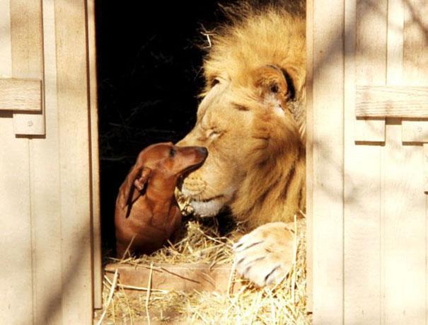 Kad abi satikās tad lauva vēl... Autors: luca Neparastā dzīvnieku draudzība