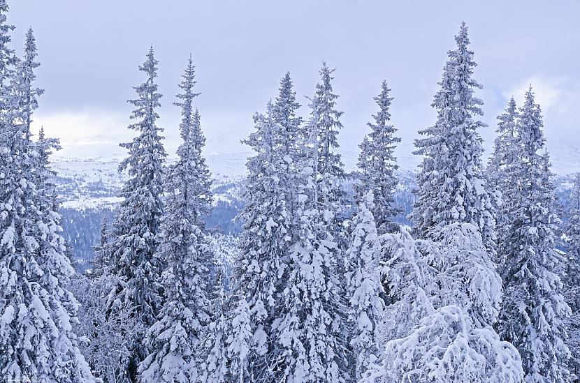  Autors: Fosilija Zviedrija - Åre