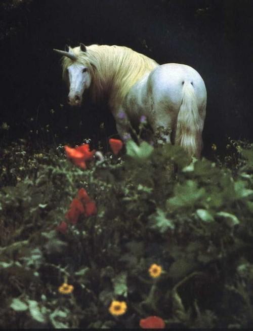  Autors: QOED Ride a unicorn