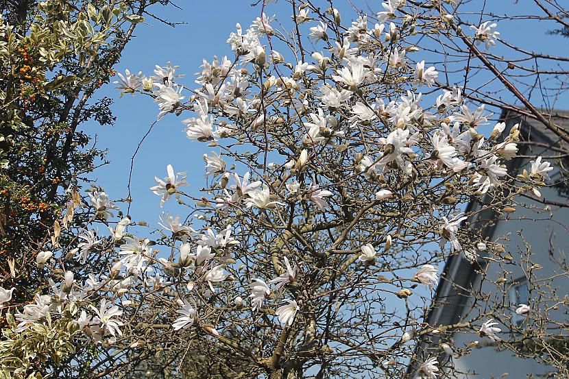 Baltās magnolijas Autors: Deony Noijenburgas pils