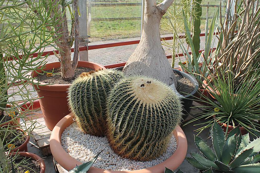 Tos lielos kaktusus saucot par... Autors: Deony Kaktusu pasaule Šteinfeldā