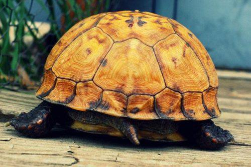 Bruņurupuči spēj elpot caur... Autors: twist Neticami fakti par dzīvniekiem!