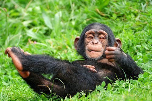 Scaronimpanzu mazuļiem patīk... Autors: twist Neticami fakti par dzīvniekiem!