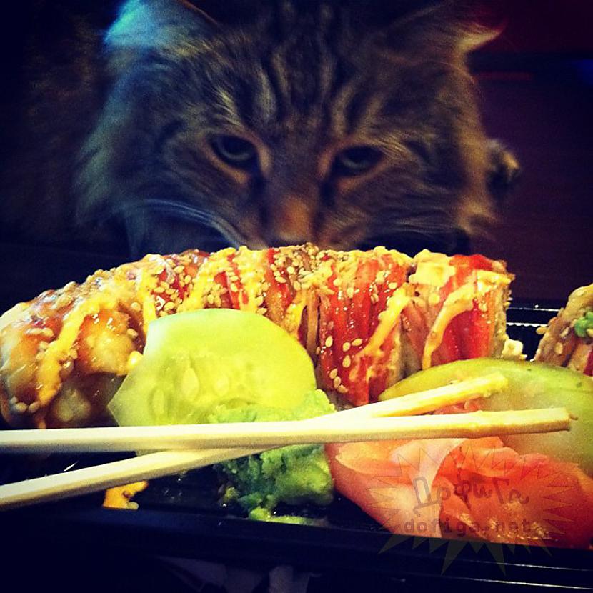 Autors: Deadshot Bagātnieku kaķi instagramā