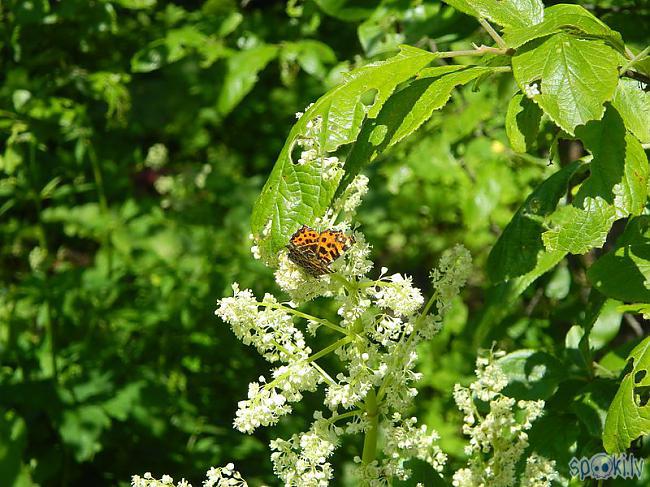 Rabarbera ziedi Autors: Werkis2 Augi - tauriņu, bišu, kameņu, ziedmušu u.c. radījumu pievilināšanai.