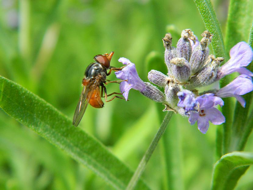 Pinokio ziedmuscarona uz... Autors: Werkis2 Augi - tauriņu, bišu, kameņu, ziedmušu u.c. radījumu pievilināšanai.