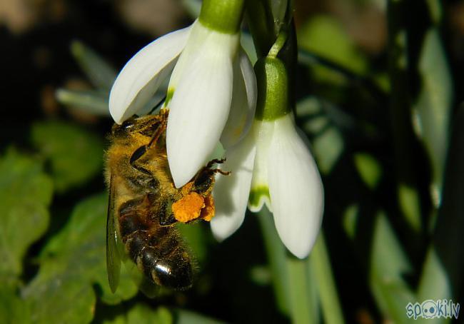 Sniegpulkstenītes Vienas no... Autors: Werkis2 Augi - tauriņu, bišu, kameņu, ziedmušu u.c. radījumu pievilināšanai.