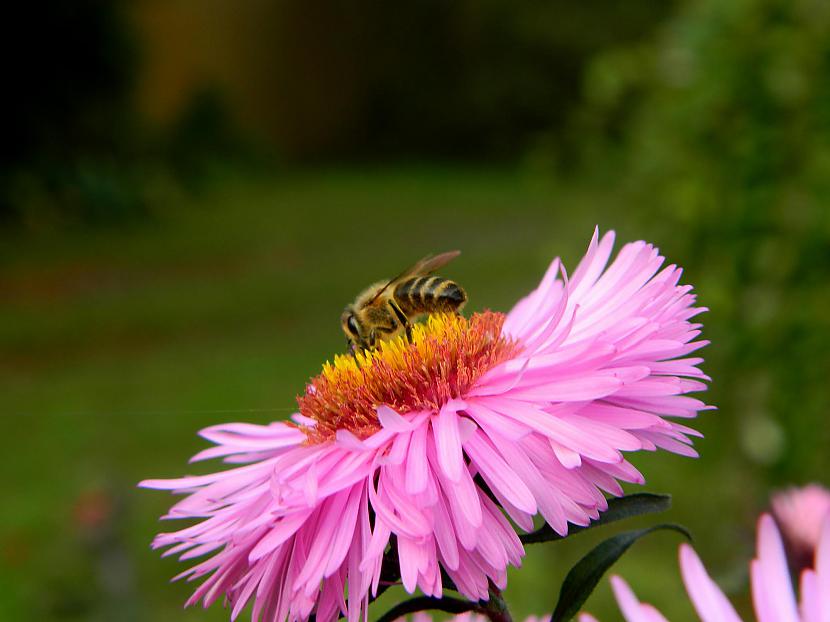 Miķelīscaroni dārzā vienas no... Autors: Werkis2 Augi - tauriņu, bišu, kameņu, ziedmušu u.c. radījumu pievilināšanai.