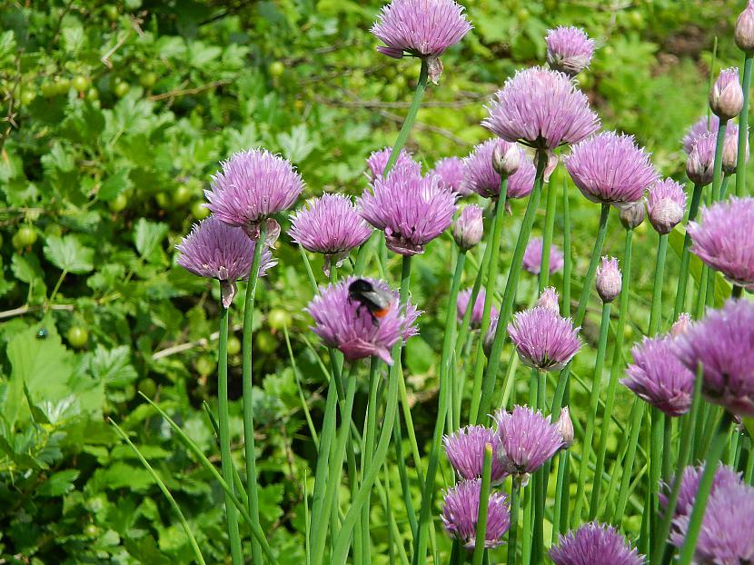 Maurloku ziedi Autors: Werkis2 Augi - tauriņu, bišu, kameņu, ziedmušu u.c. radījumu pievilināšanai.