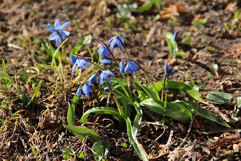 Bites un vēlreiz bites Autors: Werkis2 Universāls budžeta objektīvs 18 - 200mm Tamron.