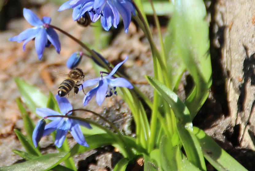 Bites un vēlreiz bites Autors: Werkis2 Universāls budžeta objektīvs 18 - 200mm Tamron.