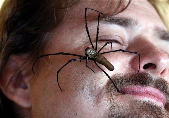  Autors: kucens Zirnekļi iekaro Austrāliju!
