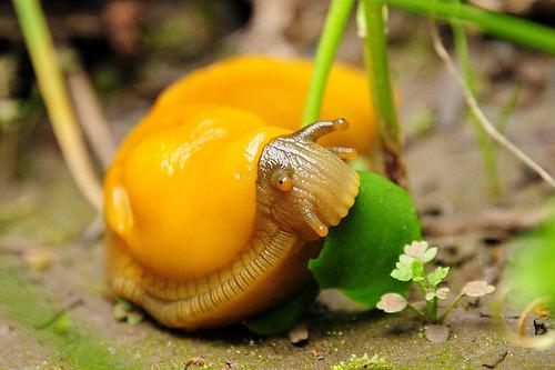 Banānu gliemim Banana Slug... Autors: Raacens Episkākie fakti pasaulē..