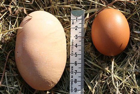 Vislielākā reģistrētā ola ir... Autors: Uldis Siemīte Lieldienu noskaņās : Fakti par olām