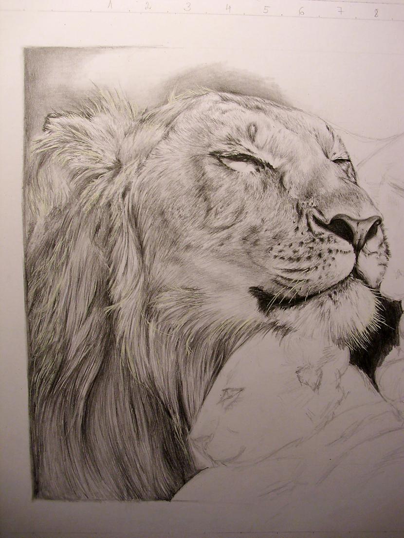  Autors: Ostina Zīmējums - Lauvas