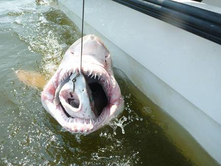 Mazā haizivs ir ēsma lai... Autors: Man vienalga 19 Neticami attēli, kuri nav fotošopēti!