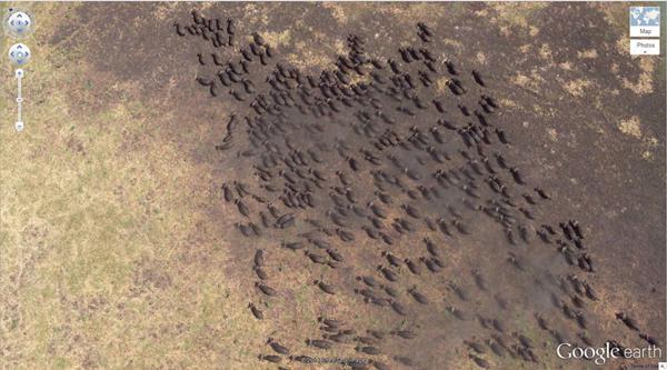 Ūdens bifeļu bars Tanzānija Autors: minkans8 Aprīnojami google earth attēli