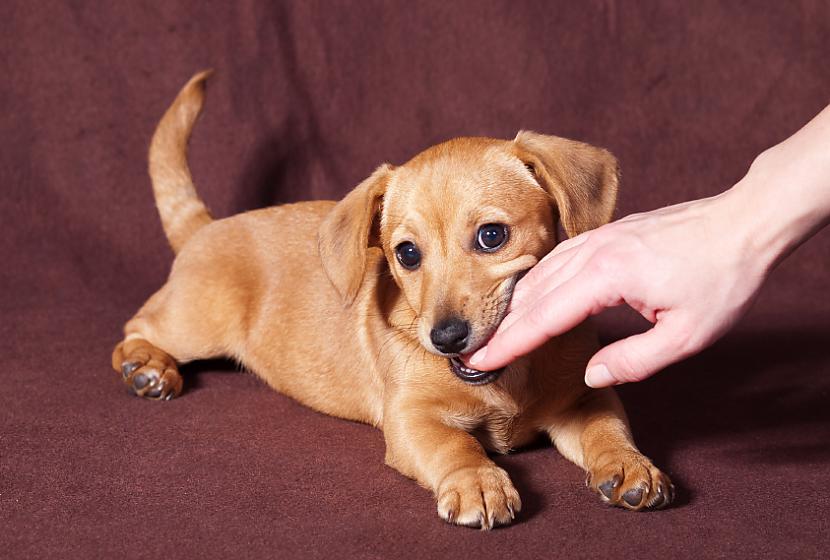 Sieviescaronu dzimtes suņi kož... Autors: Ķazis Fakti