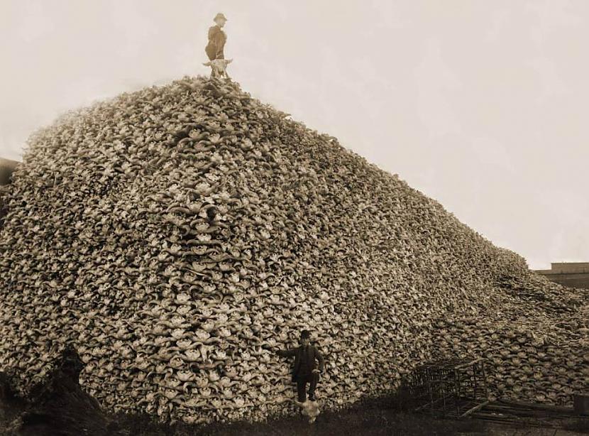 Miljoniem nomedīti bizoni Nē... Autors: Man vienalga 40 Tiešām interesanti attēli!