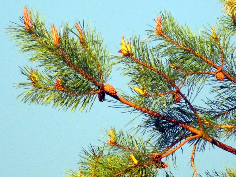  Autors: lucifers Pavisam drīz vasara