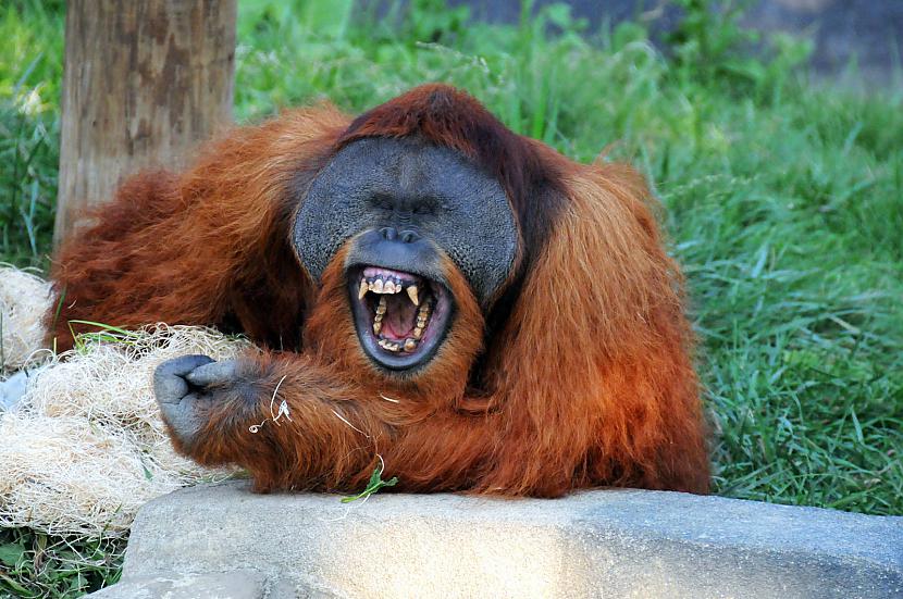 Orangutāni izrāda agresiju ar... Autors: SunnySunday Neticami fakti par dzīvniekiem!