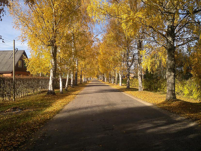 Ak skaistais zelta rudens  Autors: militarycatzlv Stāmerienas pagasts