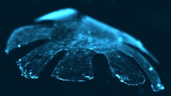 Tumsā spīdoscarona... Autors: pseydonymus 10 neticami zinātniskie izgudrojumi