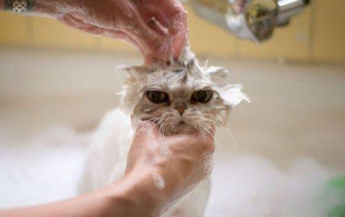 Viņiem nepatīk mazgāties ar... Autors: hagisons112 Kāpēc kaķi ir slikti?