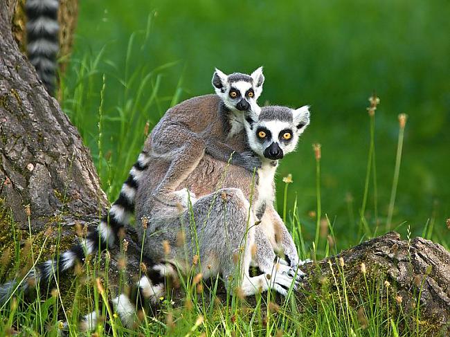 KATAS LEMURS  Katas lemurs ir... Autors: Užas Dzīvnieku daudzveidība #1