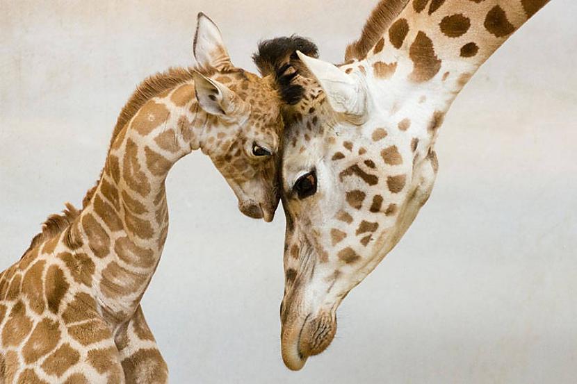  Autors: Fosilija 23 dzīvnieku vecāki, kuri savus bērnus ļoti mīl.