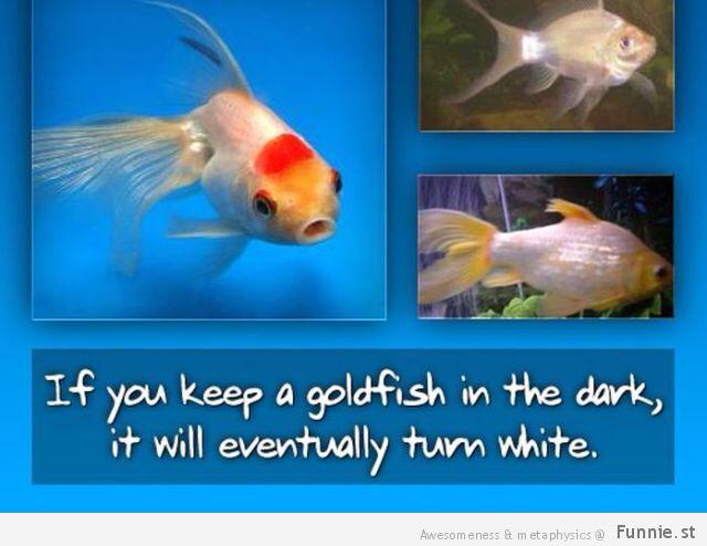 Turot zelta zivtiņu tumsā tā... Autors: jackvill Fakti +20