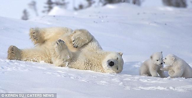  Autors: Fosilija Polārlāču ģimene spēlējas