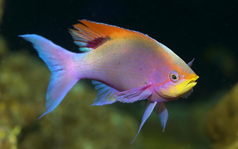 Zivis dzīvo zem ūdens Autors: Fosilija Nedzirdēti fakti kas šokēs