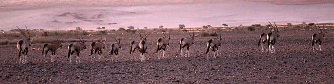 Mēs redzējām daudz antilopes... Autors: Fosilija Ceļojums pa tuksnesī
